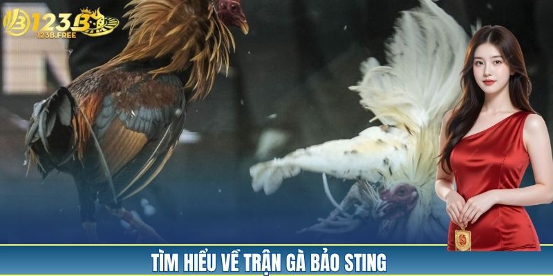 Khám phá vài nét cơ bản về trận gà Bảo Sting Khám phá vài nét cơ bản về trận gà Bảo Sting