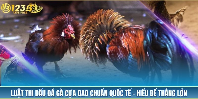 Luật thi đấu đá gà cựa dao chuẩn quốc tế – Hiểu để thắng lớn Luật thi đấu đá gà cựa dao chuẩn quốc tế – Hiểu để thắng lớn