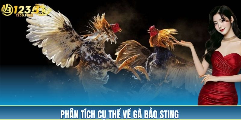 Phân tích đầy đủ về trận gà Bảo Sting Phân tích đầy đủ về trận gà Bảo Sting