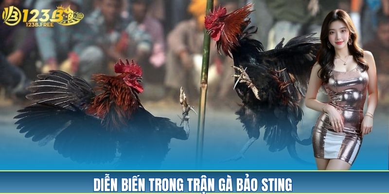 Tìm hiểu về diễn biến của trận gà Bảo Sting Tìm hiểu về diễn biến của trận gà Bảo Sting