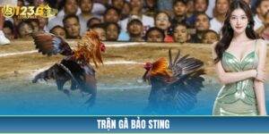 Trận Gà Bảo Sting - Đánh Bại Đối Thủ Ở Trận CPC2 Thứ 25