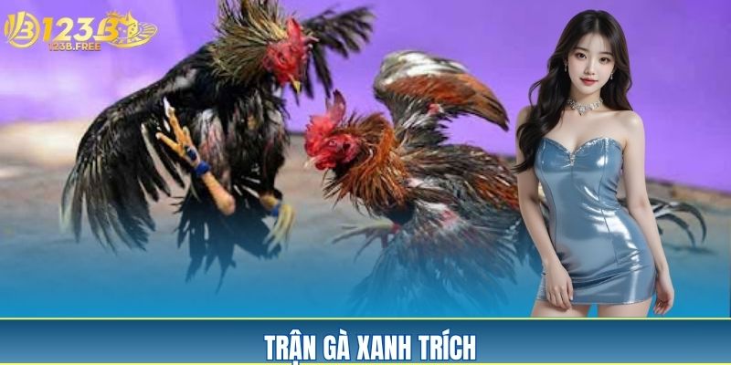 Trận Gà Xanh Trích - Top 1 Trận Chiến Chấn Động Trường Gà 