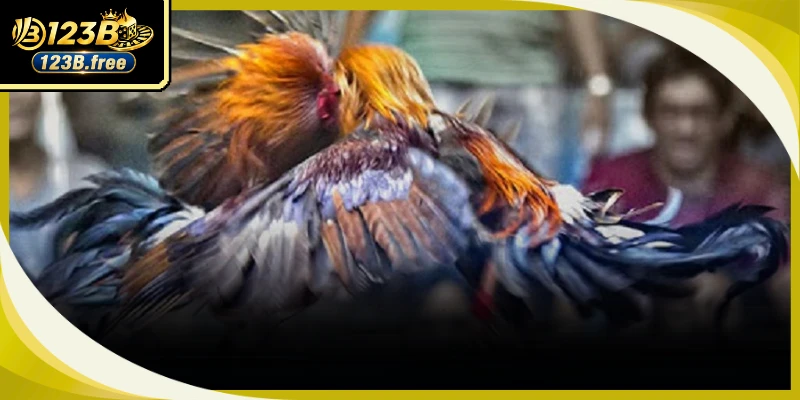 Phương pháp phân tích phong độ chiến kê giúp bạn nâng cao tỷ lệ trúng