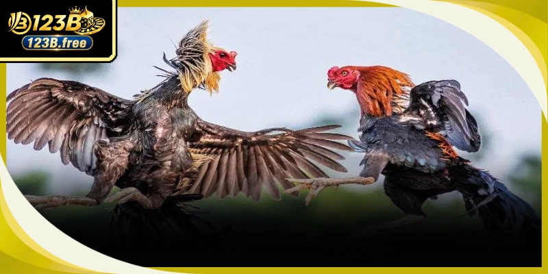 Tổng hợp những thể loại thi đấu gà cựa nhận được sự quan tâm lớn