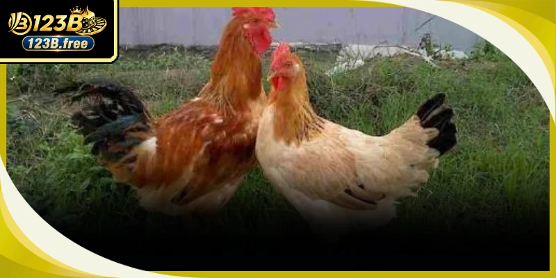 Kinh nghiệm phân tích chiến kê đá gà Thomo giúp nâng cao tỷ lệ chiến thắng