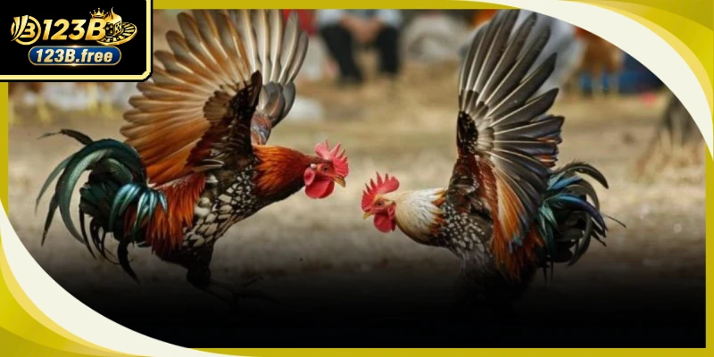 Đấu trường gà đá chuyên nghiệp đem lại vô số màn so tài kịch tính